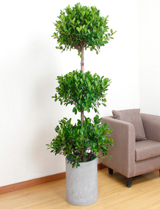 前湾盆景出租价格